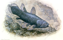Loài cá cổ đại tái xuất thần kỳ sau 65 triệu năm tuyệt tích