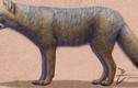 Loài cáo cổ đại tuyệt chủng đã từng được nuôi làm thú cưng