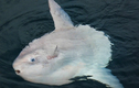 Ngoại hình kỳ lạ của loài cá lười nhác nhất hành tinh