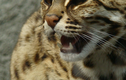 Mèo rừng được giao nộp ở Quảng Bình: Loài quý hiếm bậc nhất thế giới