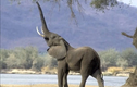 Loài voi gọi nhau bằng tên: Phát hiện gây ngỡ ngàng giới khoa học