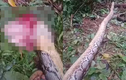 Ra vườn tìm mẹ, con trai ngã quỵ thấy “quái thú" làm chuyện động trời 