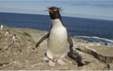 Chú chim cánh cụt e thẹn đáng yêu mê hoặc cư dân mạng