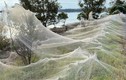 Mạng nhện bao trùm nông thôn Australia