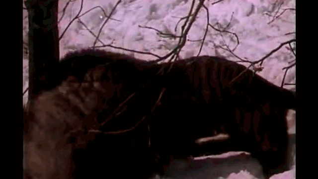 Video: Lợn rừng khổng lồ tử chiến hổ dữ và cái kết đầy kịch tính