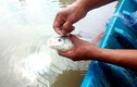Loài cá đặc sản quý hiếm ở Việt Nam "suýt tuyệt chủng"