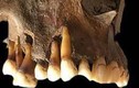 DNA trong răng cổ đại tiết lộ lịch sử tiến hóa virus herpes