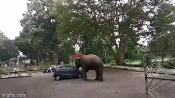 Clip: Sức mạnh kinh ngạc của voi khi đẩy cả chiếc ô tô