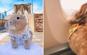 Chú thỏ nổi tiếng sau chuyến đi Mỹ sang chảnh
