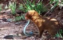 Clip: Cầy Mangut hạ sát rắn mamba đen sau màn giao chiến