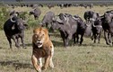 Video: Trâu rừng hùa nhau đuổi đánh sư tử