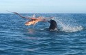 Video: Bạch tuộc khổng lồ tử chiến trước hải cẩu