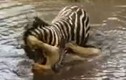 Video: Sư tử suýt chết đuối vì bị ngựa vằn dìm xuống sông