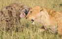 Clip: Linh cẩu ăn no đòn vì cả gan “gọi hội quây” sư tử 