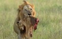 Video: Rợn người trước cảnh sư tử xé xác con non