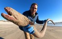Lươn Mỹ khổng lồ dạt vào bờ biển Texas