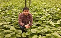 Trồng cây wasabi, anh 'nông dân' ở Đà Lạt nhổ củ bán 6 triệu đồng/kg