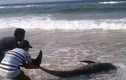 Xuất hiện cá voi chết bất thường trôi dạt vào bờ biển Huế