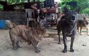 Hòa Bình: Lạ kỳ chú chó có bàn chân to như hải cẩu