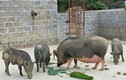 Vua lợn rừng tiết lộ “tuyệt chiêu” kiếm trăm triệu mỗi năm