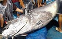 Hành trình đổ mồ hôi câu con cá ngừ đại dương nặng 280kg