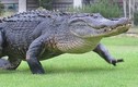 Cá sấu khổng lồ huyền thoại nghênh ngang quanh sân golf