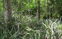 Lạc vào khu rừng nguyên sinh toàn gỗ quý ở Quảng Bình