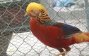 Những giống chim khiến đại gia Việt không ngại chi tiền 