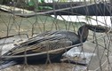 Chim quý mắc lưới bắt cá của người dân ở Bình Thạnh