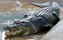 Cá sấu "khủng" ăn thịt 300 người khiếp sợ nhất thế giới