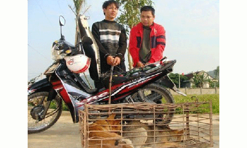 Nghệ An: Mất trộm quá nhiều, không còn dám nuôi chó