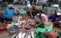Hành trình đưa cá ươn từ chợ lên bàn ăn của các đầu nậu