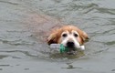 Chú chó liên tục nhảy sông vớt chai lọ bỏ thùng rác