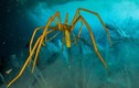 Kinh ngạc với cách nhện biển bơm máu, oxy nuôi cơ thể
