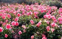 “Cuồng quay” vẻ đẹp của loài hoa thơm nhất thế giới