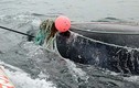 Cá voi giết chết ân nhân sau khi được cứu