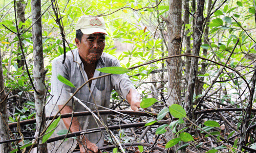 “Vợ chồng Robinson” hơn 20 năm chinh phục đất rừng Năm Căn