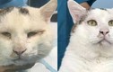 Chú mèo Trung Quốc bỗng nổi tiếng sau phẫu thuật “tạo mắt 2 mí”