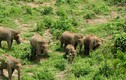 Hành trình gian nan bảo tồn loài voi ở đất nước “Triệu voi“