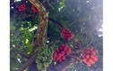 Cây quả máu đỏ đẹp: Lo “tuyệt chủng” do chặt bán cho Trung Quốc