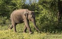 Xuất hiện voi điên giết người hàng loạt ở Ấn Độ