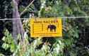 Đồng Nai: Dựng 50 km hàng rào điện ngăn voi dữ