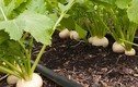 Bật mí cách trồng củ cải mau lớn, ít sâu bệnh