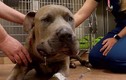 Chó pit bull “đỡ đòn”, giết rắn độc để bảo vệ 2 em nhỏ Mỹ