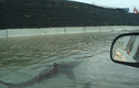 Siêu bão Harvey: Thực hư ảnh cá mập bơi trên đường phố Houston