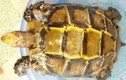 Cặp rùa vàng quý hiếm: Ngã giá 800 trăm triệu bán liền tay