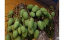 Nhìn ngắm những cây quả “mắn” nhất quả đất chỉ có ở Việt Nam