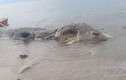Thủy quái dài 9m dạt bờ Philippines bị dân kéo ngược lại biển