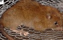 Tìm ra loài chuột khổng lồ nặng 1 cân có thể đục thủng dừa