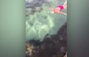 Thấy cá mập, bà mẹ Úc lao tới truy bắt, ném ra khỏi bể bơi